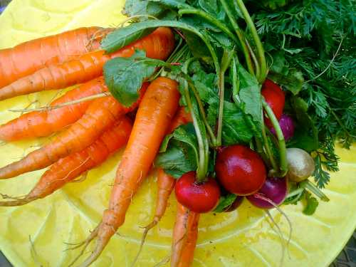 Beautiful organic and locally grown carrots and radish.