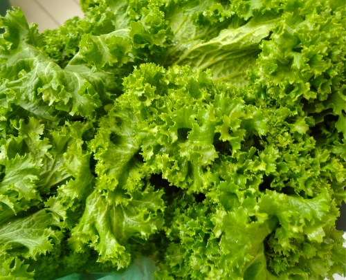 Mustard greens. Be sure to wash the greens very, very well. All those pretty, fluffy curled sprigs catch every grit of sand they were grown in. 