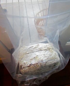 It is an easy set up. Remove the plastic wrapped block, slice it a couple of times with a sharp knife and sit the block in a cool spot that gets good indirect light. Loosely cover with the included plastic bag (that has slits cut in it). Every day spray the inside of the bag with a bit of water.