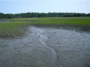 This is pluff mud. Stepping into it you could sink a mere 6 or 7 inches... or 3 or 4 feet!  