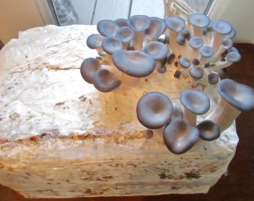 We have lift off! In less than 24 hours these grew from tiny nodules to this size. 