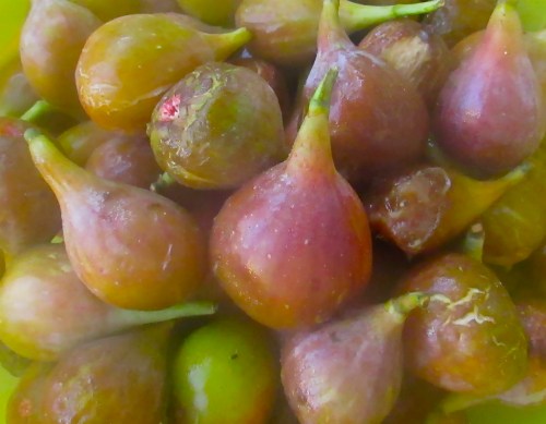 Fresh figs picked by yours truly. This was after spending a day in a cooler and traveling back to Beaufort. Ripe figs will 'crack' a bit like you see here - it means they are yummy!